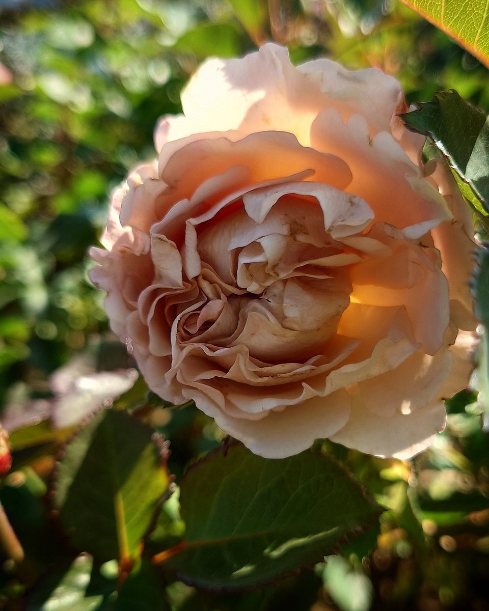 薔薇苗　希少　❤️紅白の絞り❤️ かＯＲＩ　　① 薔薇のほほえみ – 株式会社豊幸園