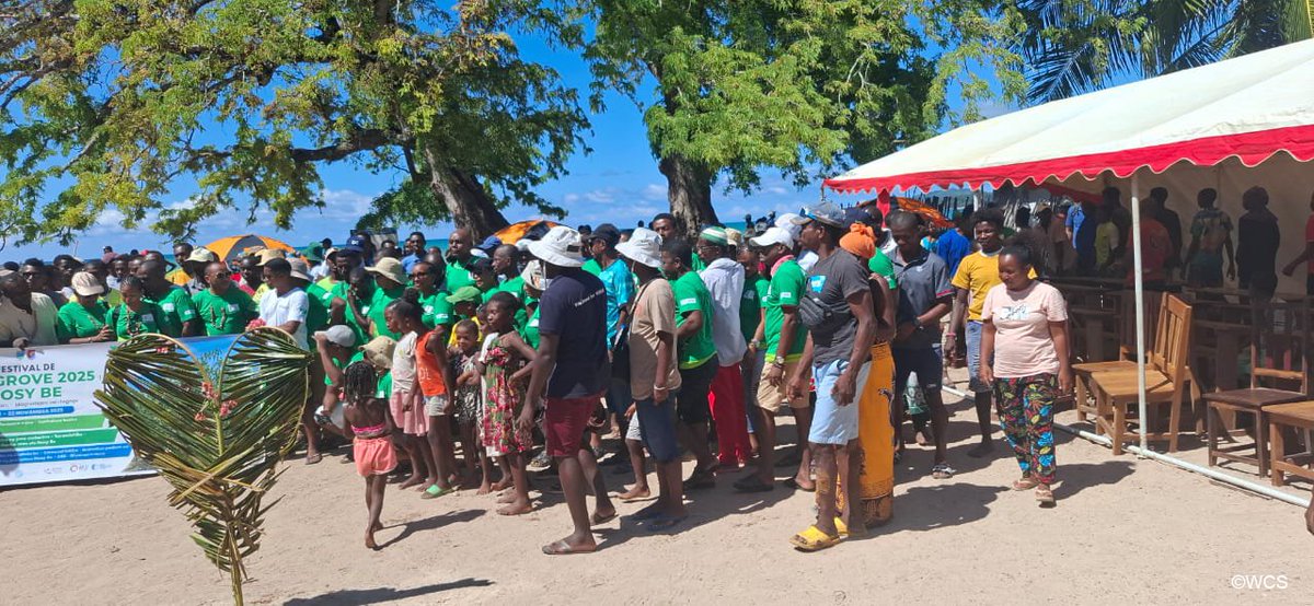 WCS_Mada's tweet photo. #MangroveFestival kicks off in Nosy Be! Celebrating conservation & community for sustainable mangrove management. 🌿
@commission_coi @AFD_France @FFEM_Fr
#PCD2 #RECOS #resilience #ecosystem #restoration #NosyBe2025 https://t.co/CLU53CqviJ
