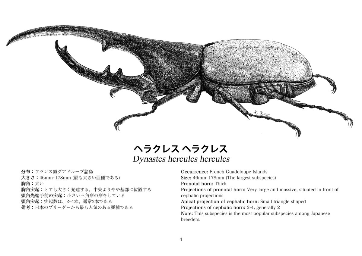 京都細密昆虫画舎＠ヘラクレスオオカブト亜種図鑑第1版