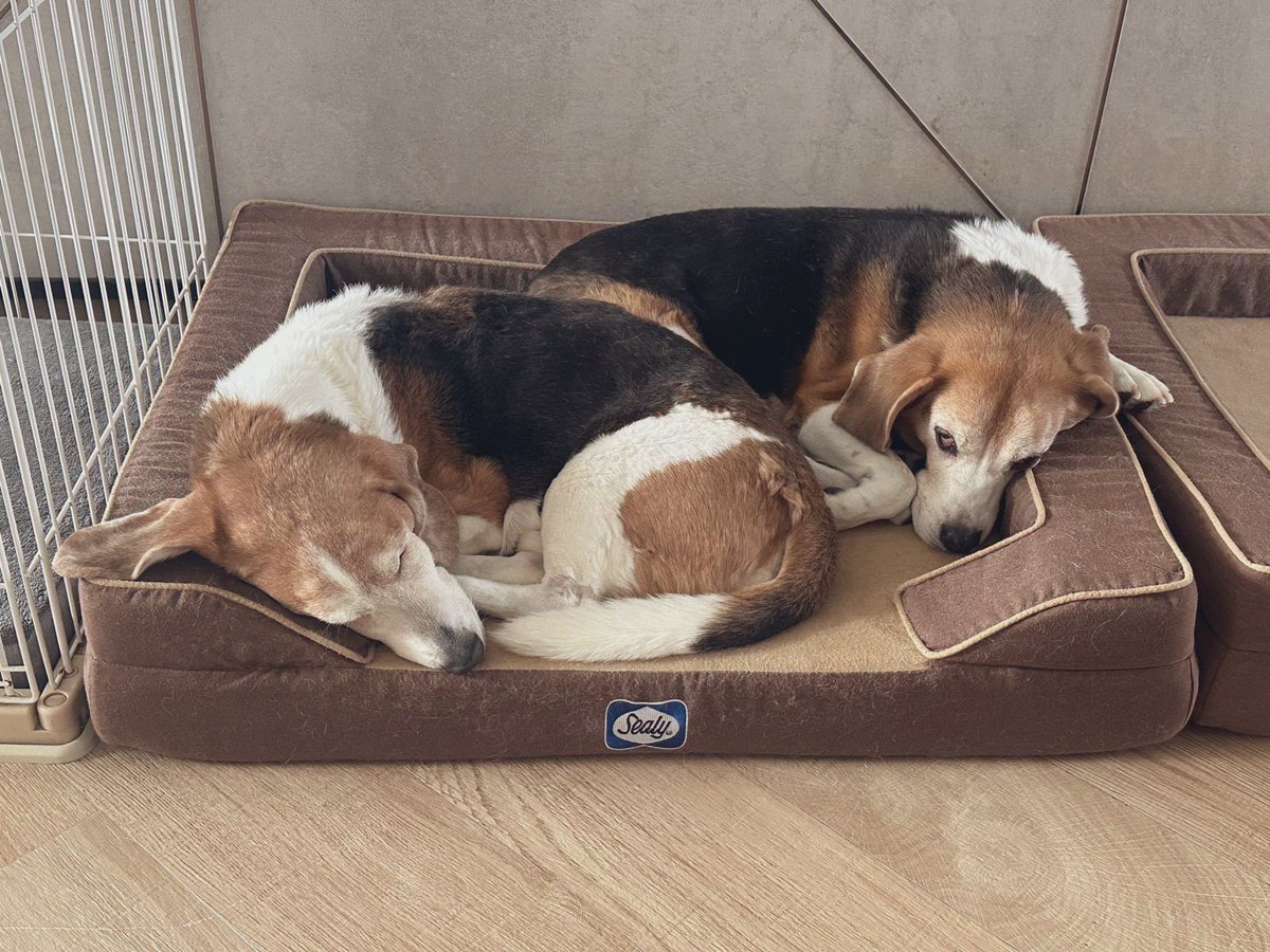 9gagceo's tweet photo. You know it’s cold when your dogs sleep together in one bed. https://t.co/T3TRQNV1iK