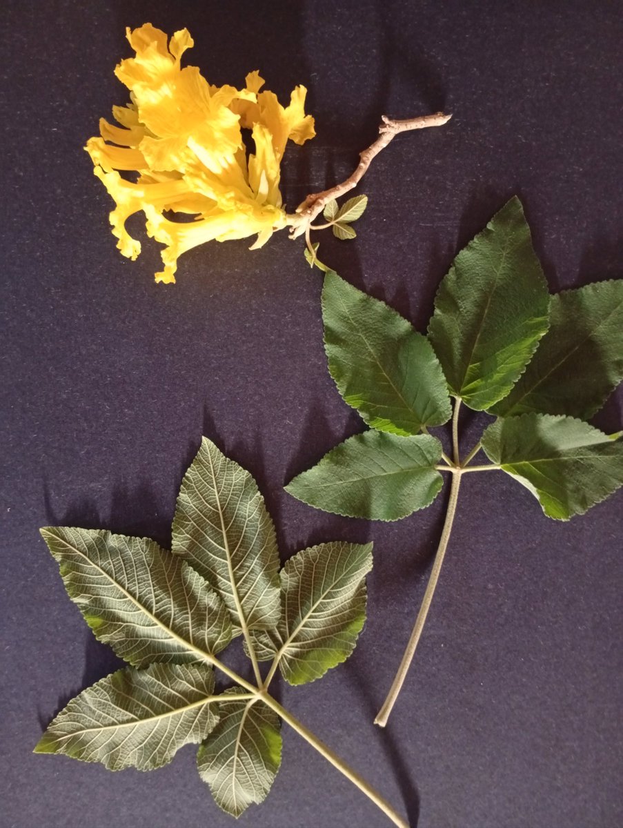 La NATURA es mi VECINA
Fui a visitar a un conocido: Araguán (Roseodendeon chryseum) un Tabebuia que también floreció en Noviembre-2025 en la Estación Seca. Realmente son tres (3) Araguanes que están cerca de mi casa y que la comunidad cuida como el verde tesoro
¡Saludos a TODOS!