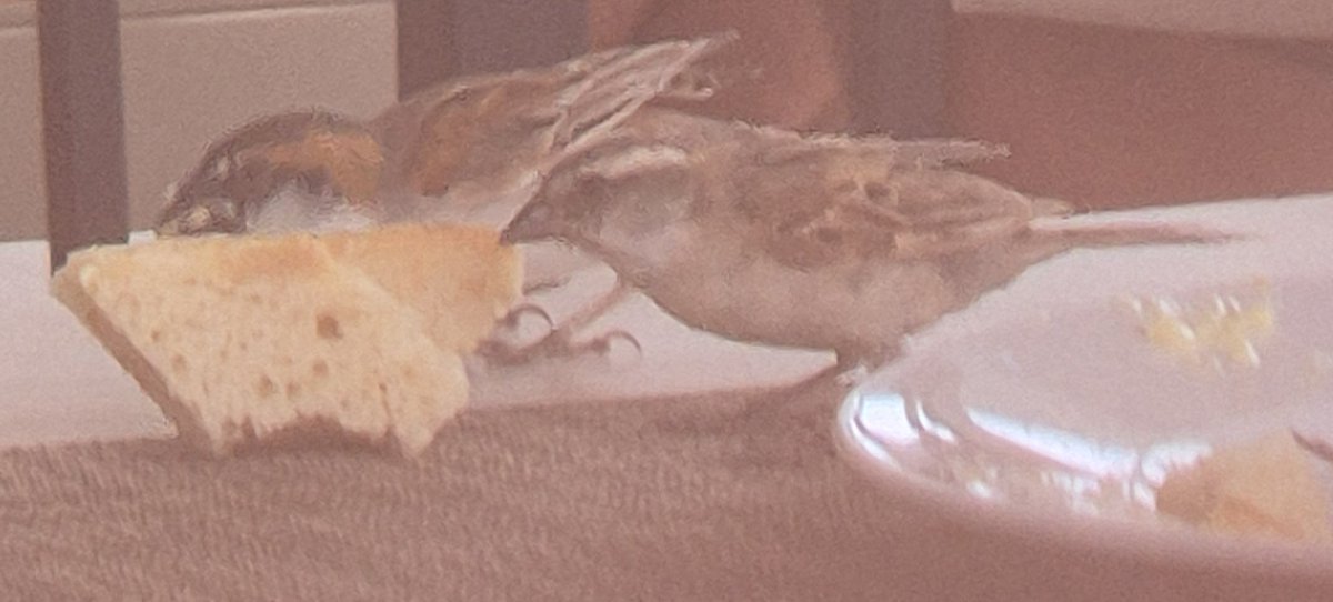 Birdies having a bit of scoff