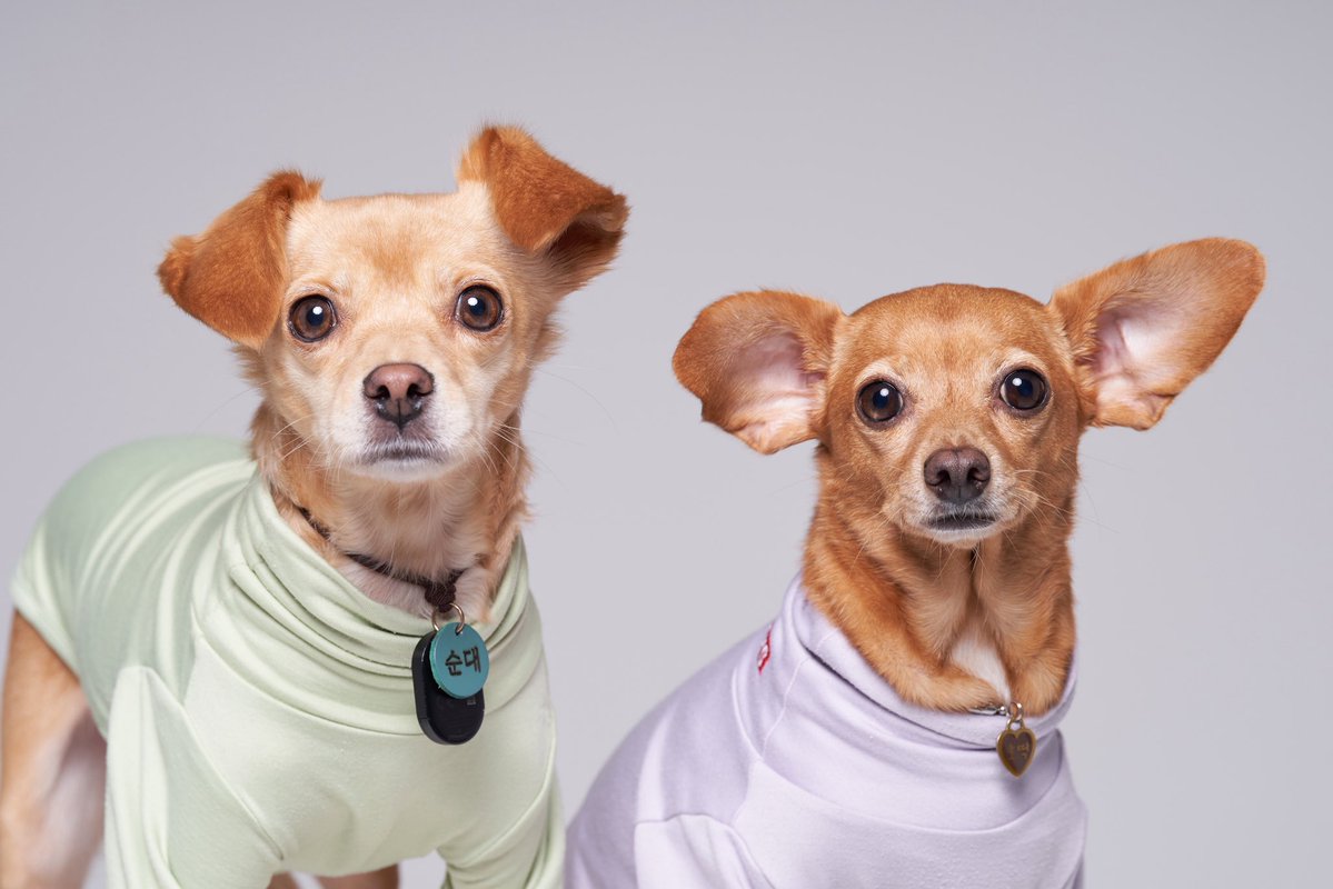 hoddok_life's tweet image. 잘 모르겠어요