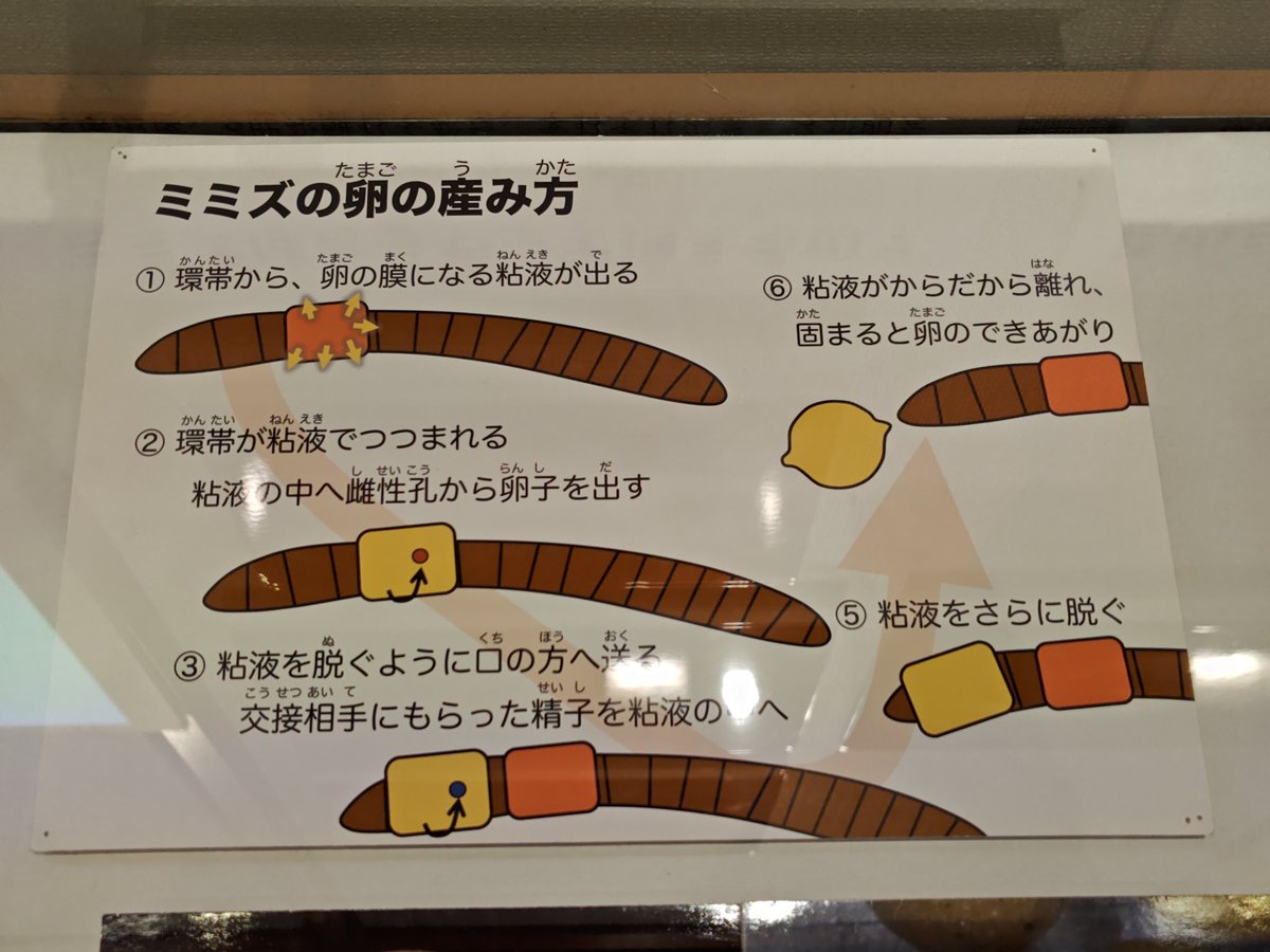 kurooribe's tweet image. 栃木県立博物館のテーマ展「ミミズ」、ガチのミミズ展でおもしろかった。僕はミミズのことを何ひとつ知らなかった。卵ってそうやって産むんだ…