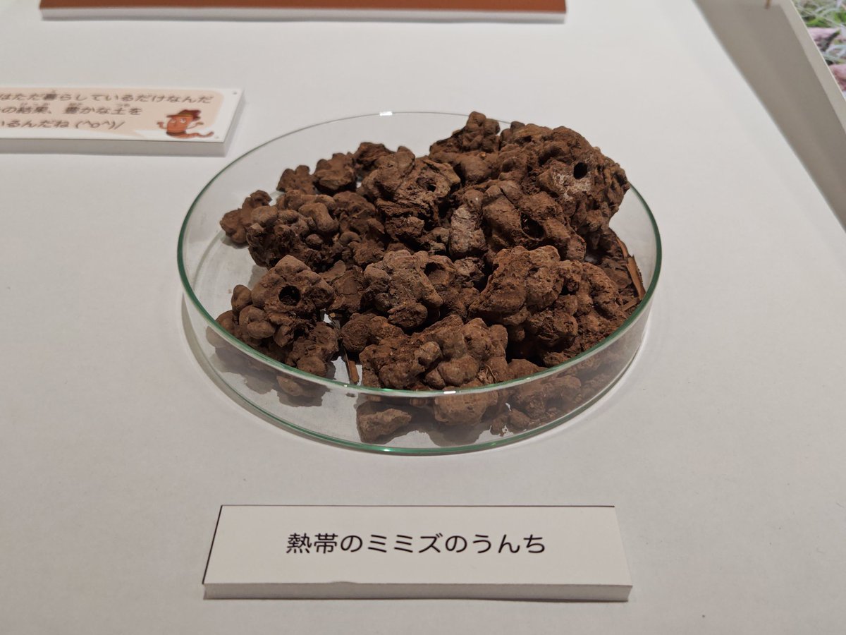 kurooribe's tweet image. 栃木県立博物館のテーマ展「ミミズ」、ガチのミミズ展でおもしろかった。僕はミミズのことを何ひとつ知らなかった。卵ってそうやって産むんだ…