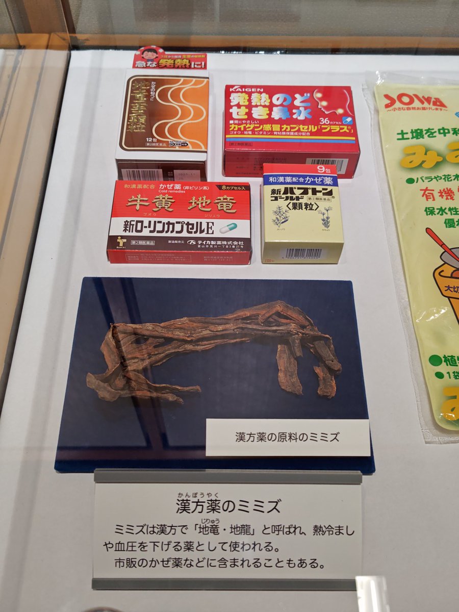 kurooribe's tweet image. 栃木県立博物館のテーマ展「ミミズ」、ガチのミミズ展でおもしろかった。僕はミミズのことを何ひとつ知らなかった。卵ってそうやって産むんだ…