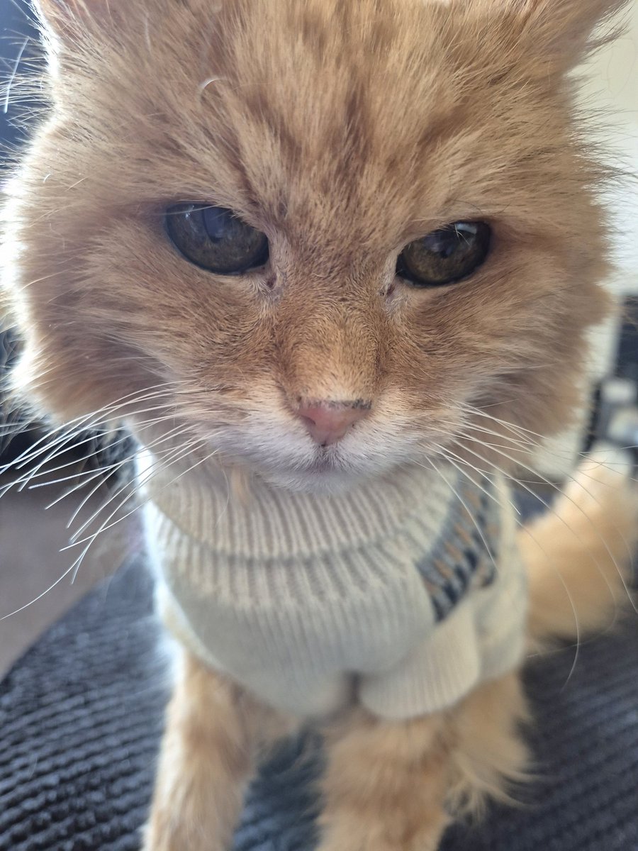 REDSJEWELS1's tweet image. Take a very close look at me whiskers dear friends..mum claims it was an accident..I has been violated!!!🙀🙀🙀🙀🙀