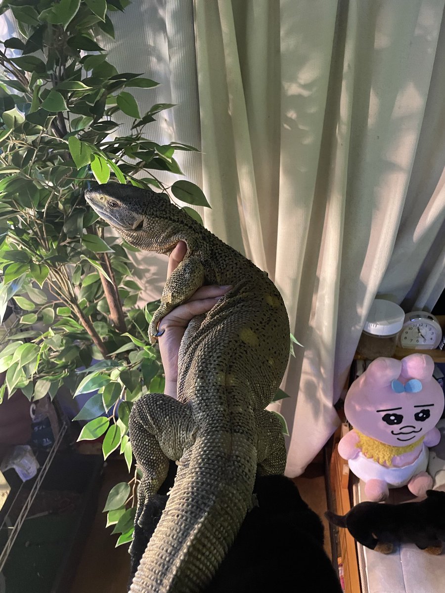 どん底太郎ch (@yc_fyq) / Posts / X