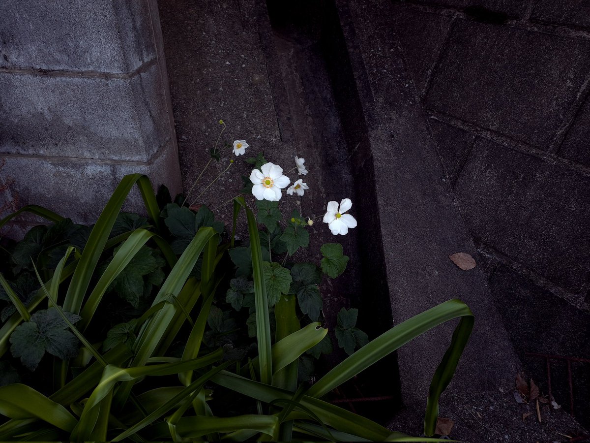 俗窓 (@zokumadot) on Twitter photo 