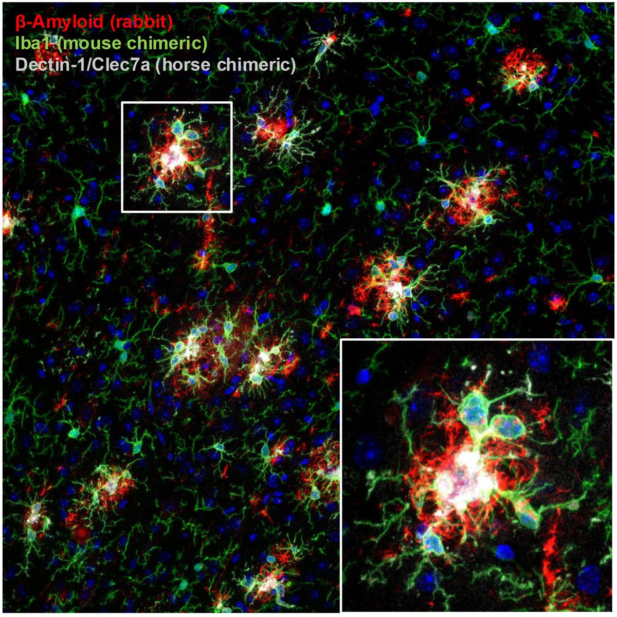 CellSignal's tweet image. Visualize more targets in less time—learn how to profile neurons, astrocytes &amp;amp; microglia in one multiplex IF panel using CST chimeric antibodies. Get tips to speed your spatial biology research in the latest #CSTblog.

hubs.ly/Q03Vd6530