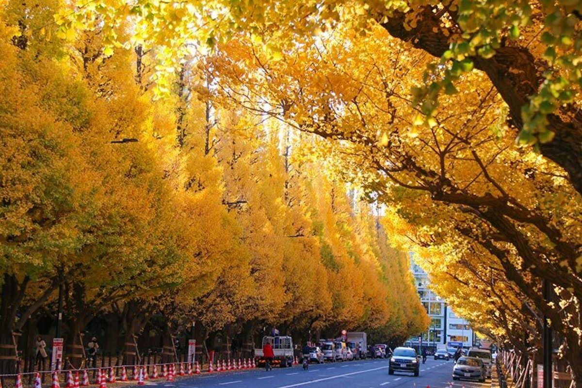 HitoshiMisaka2's tweet image. Autumn Color Reports 2025 - Tokyo: Approaching Peak
#JapanGuide
#Trip #Tokyo #Japan share.google/qERLxgSxK0KxeT…