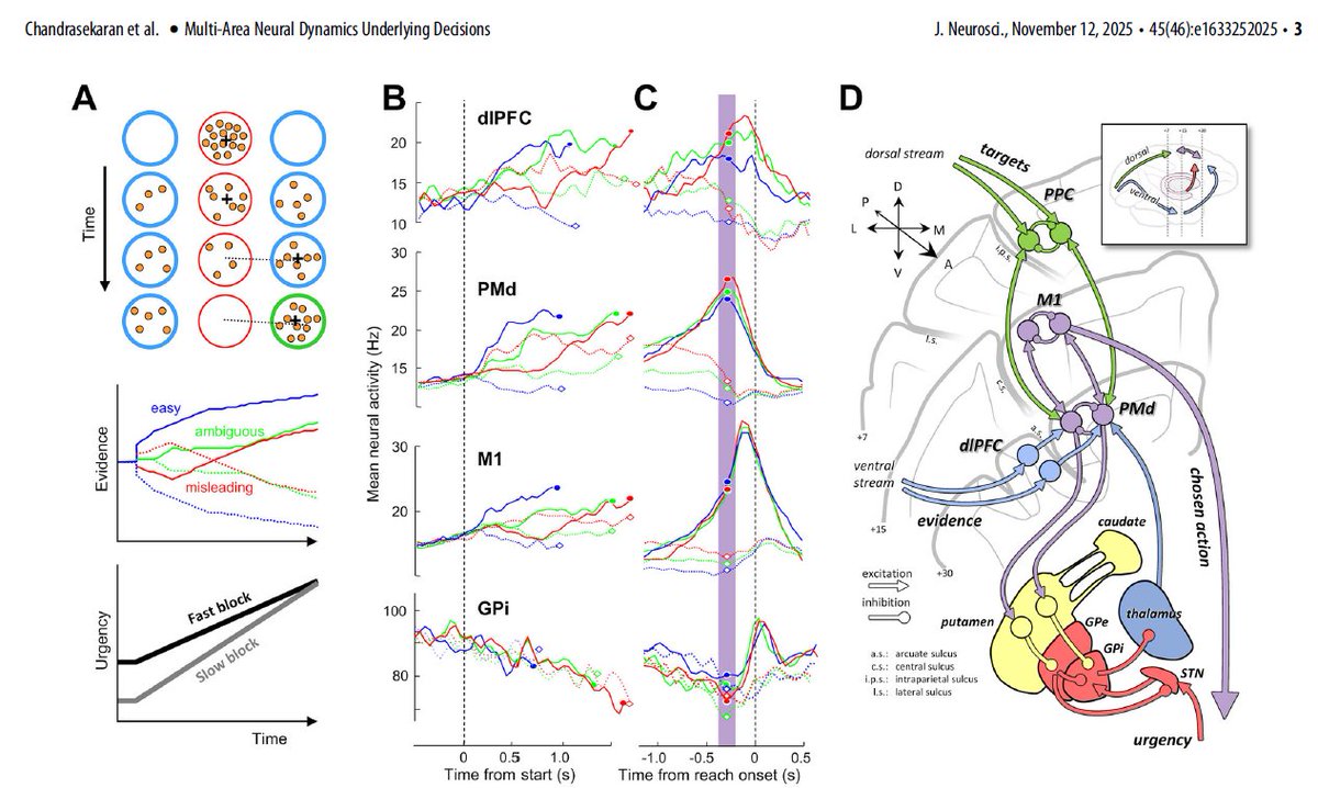 𝗛𝗼𝘄 𝗱𝗼𝗲𝘀 𝘁𝗵𝗲 𝗯𝗿𝗮𝗶𝗻 𝗶𝗺𝗽𝗹𝗲𝗺𝗲𝗻𝘁 𝗱𝗲𝗰𝗶𝘀𝗶𝗼𝗻𝘀 𝗶𝗳 𝘁𝗵𝗲𝗿𝗲 𝗶𝘀 𝗻𝗼 "𝗰𝗲𝗻𝘁𝗿𝗮𝗹 𝗲𝘅𝗲𝗰𝘂𝘁𝗶𝘃𝗲" (𝗮𝗸𝗮 𝗵𝗼𝗺𝘂𝗻𝗰𝘂𝗹𝘂𝘀)?
Via Decision Formation Through Multi-Area Population Dynamics
Excellent short review.
jneurosci.org/content/45/46/…