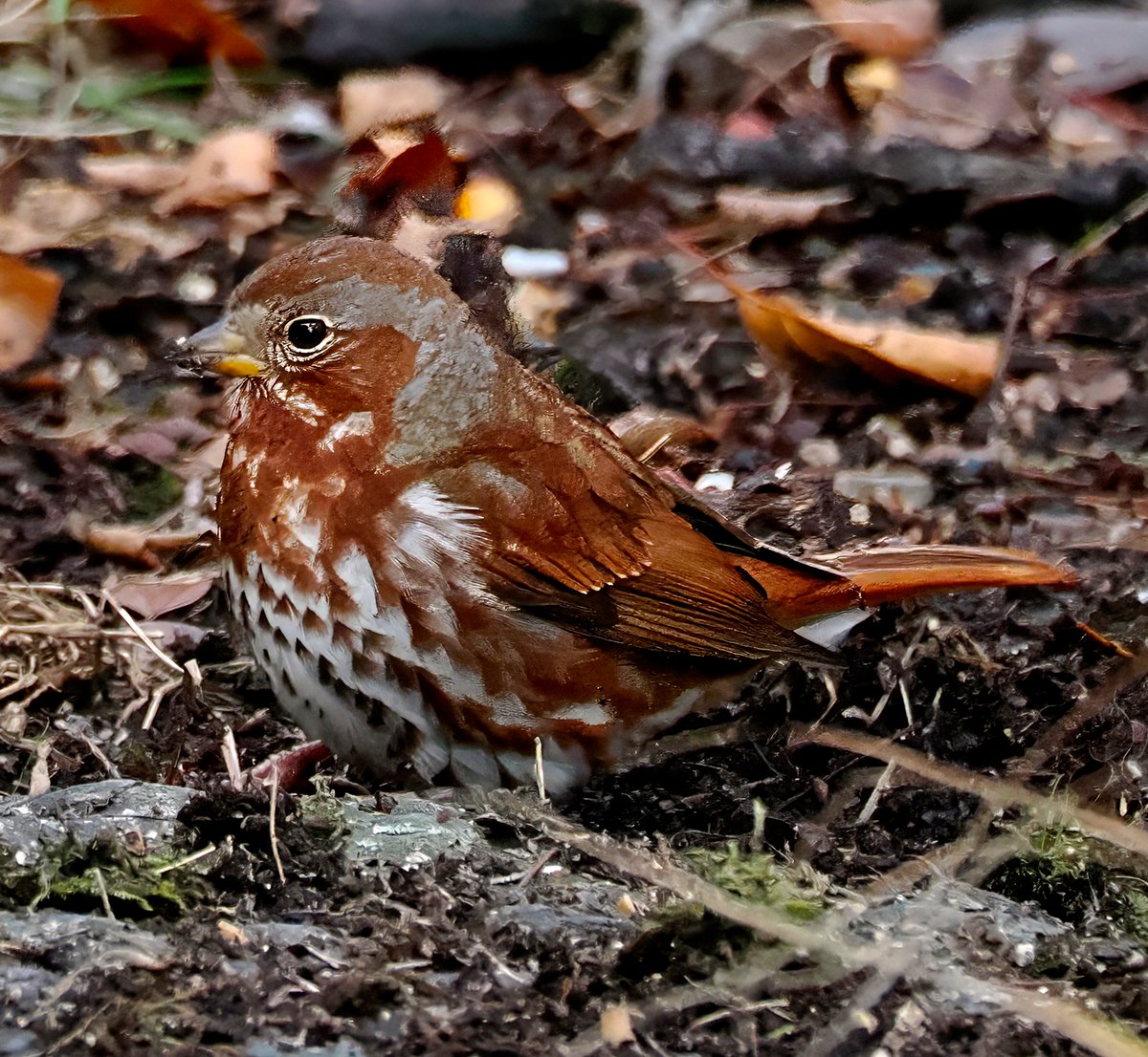 Above96th's tweet image. 🎉🎉🎉 Woohoo! I&apos;m not much of a sparrow guy, but I do love Fox Sparrows! And I happened upon one this morning foraging near Central Park&apos;s Green Bench. Look how beautiful it is! ❤️🧡🤎 #Sparrows #CentralPark #birdcpp