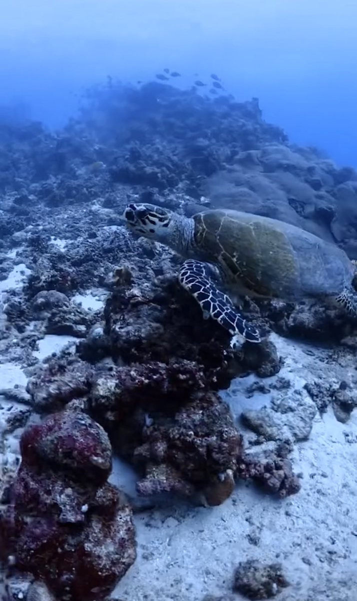 Jana tweet media
