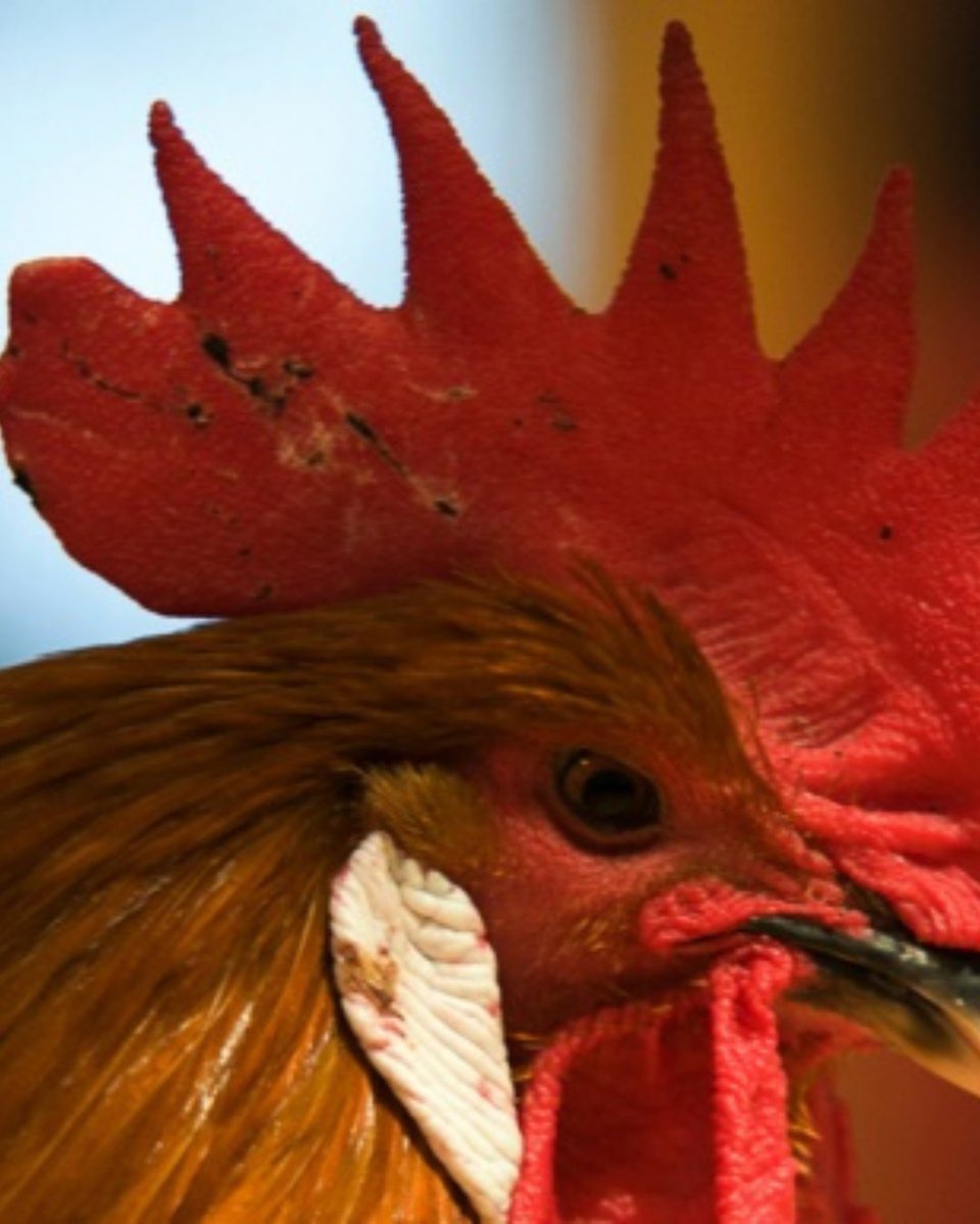 TurismeBaixLlob's tweet photo. 🐔 Viu la Fira Avícola de la Raça Prat! Del 28 al 30 de novembre, gaudeix de tastos, showcookings, música i activitats per a tota la família, tot mentre descobreixes els productes locals com el pollastre Pota Blava i la Carxofa Prat.

🔗 https://t.co/C2YZIxTYeS https://t.co/KC5hYSYd5M