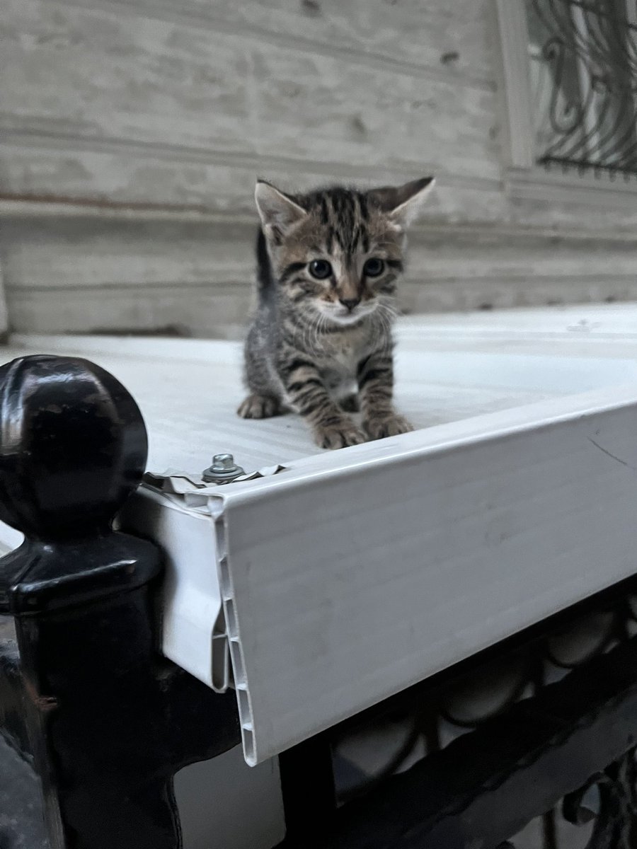 AsliBilicii's tweet image. Anneleri apartmanımıza doğum yaptı. 3 kardeşler. 1 buçuk aylık oldular ve kuru mama yemeye başladılar. Sokakla hiç temas etmediler henüz ve etmelerini istemiyorum çünkü muhtemelen ya araba çarpacak ya da başka bir felaket yaşayacaklar. Ömürlük yuva arıyorum. Paylaşır mısınızz🥹
