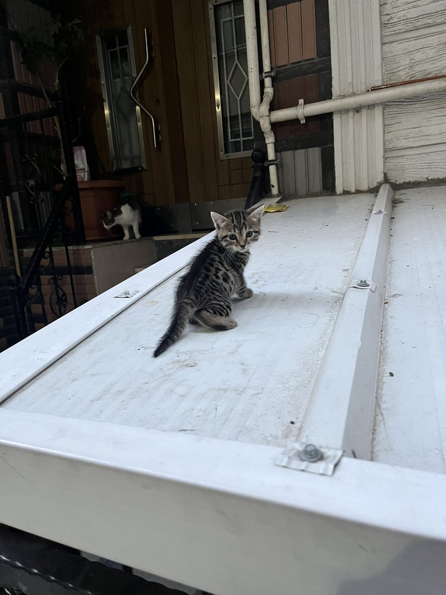 AsliBilicii's tweet image. Anneleri apartmanımıza doğum yaptı. 3 kardeşler. 1 buçuk aylık oldular ve kuru mama yemeye başladılar. Sokakla hiç temas etmediler henüz ve etmelerini istemiyorum çünkü muhtemelen ya araba çarpacak ya da başka bir felaket yaşayacaklar. Ömürlük yuva arıyorum. Paylaşır mısınızz🥹