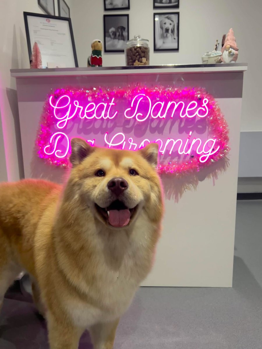 johnny5emma1's tweet image. Think someone was happy to have gone to the groomers #Chowski #Husky #chowchow ❤️🐾