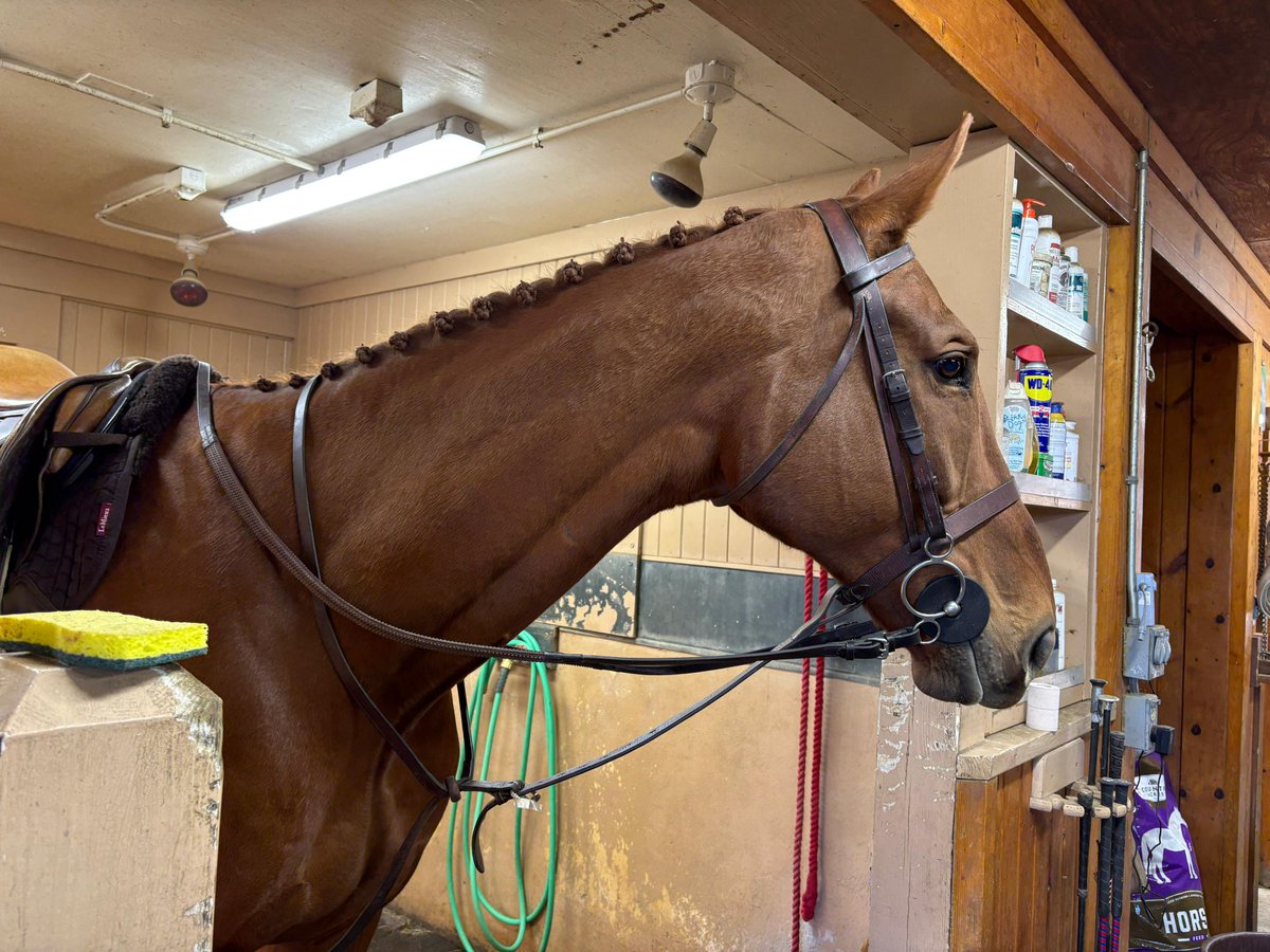 jagomena's tweet image. Throwing it back a few weeks ago to Robert’s super foxhunter “Shack” patiently waiting to head out for Piedmont Fox Hounds' Opening Meet. 

With the final NSA races taking place this weekend he'll be joined by some of the racehorses, who will spend the off-season hunting.