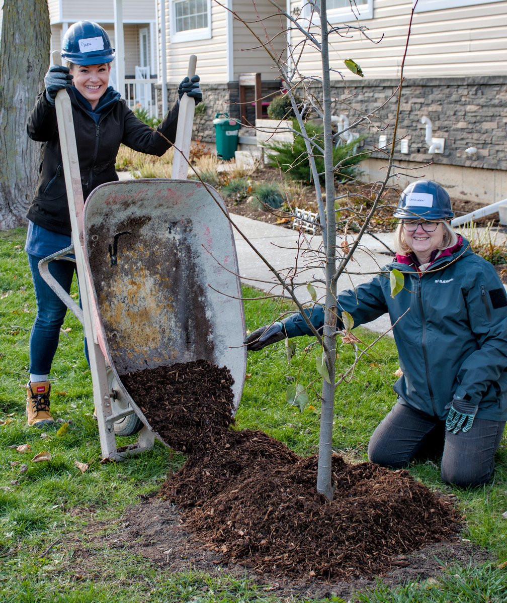A huge thank-you to our amazing partners at BrokerLink for joining us on the build sites this week! 
One crew rolled up their sleeves on Kehl St mulching trees and Team 2 got their hands dirty on Clive st helping move our progress along!