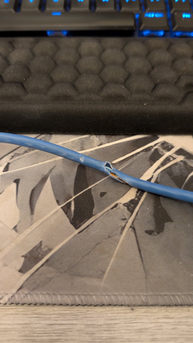 IceTigerZone's tweet image. Stream will be cancelled today!
We have a mouse that’s got into the house and chewed the Ethernet cable! Had to go purchase a powerline adapter so this won’t happen again! 😭