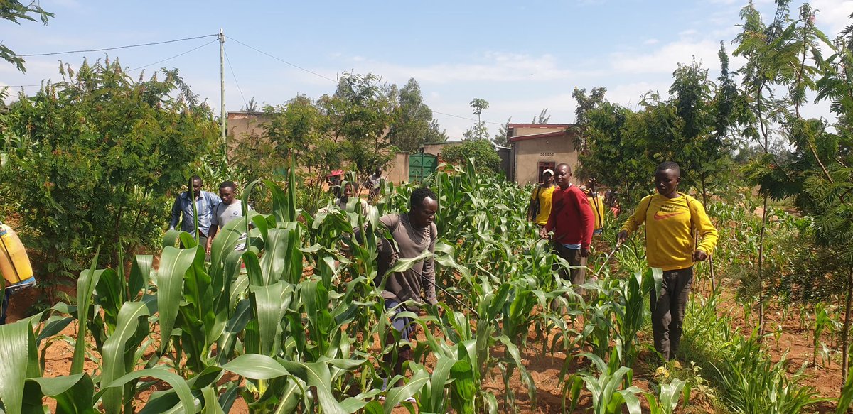 Umurenge wa Mareba - Akarere ka Bugesera tweet media