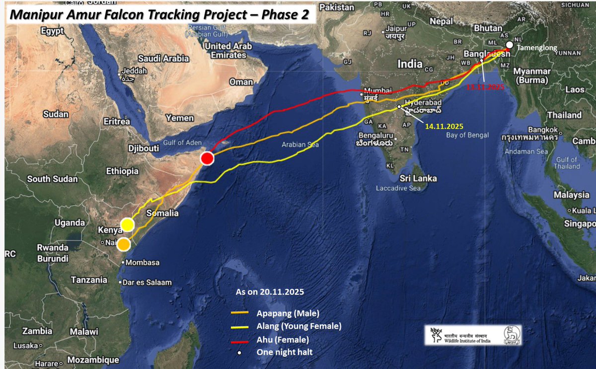 supriyasahuias's tweet image. Hello again to all those glued to Amur Watch  !
The Amur Falcons are rewriting the limits of endurance. From the forests of Manipur, three satellite-tagged travellers Apapang, Alang and Ahu have taken the world by storm. Here is the latest update from their epic journey. You will…