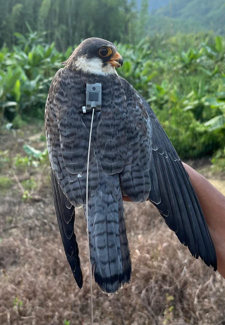 supriyasahuias's tweet image. Hello again to all those glued to Amur Watch  !
The Amur Falcons are rewriting the limits of endurance. From the forests of Manipur, three satellite-tagged travellers Apapang, Alang and Ahu have taken the world by storm. Here is the latest update from their epic journey. You will…