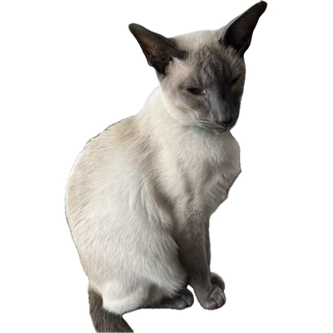 Sally with Ziggy🤎🌈19/11/25 & Tika🩶 tweet media