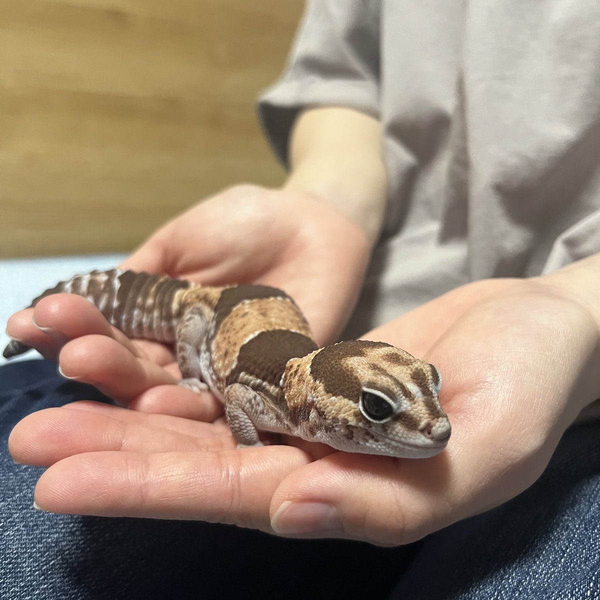 にまるちゃんお迎えから4年経ちました！
14g→74g
とってもかわいく成長しました😊

＃ニシアフ
＃ニシアフリカトカゲモドキ