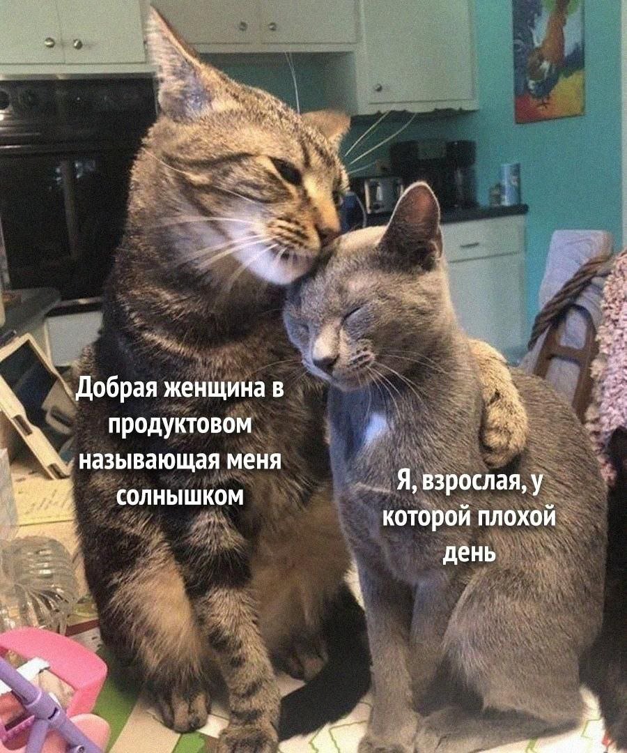 cats, i love cats (@catsilcats) on Twitter photo 