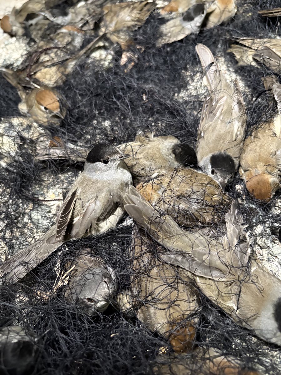 Committee Against Bird Slaughter (CABS) tweet media