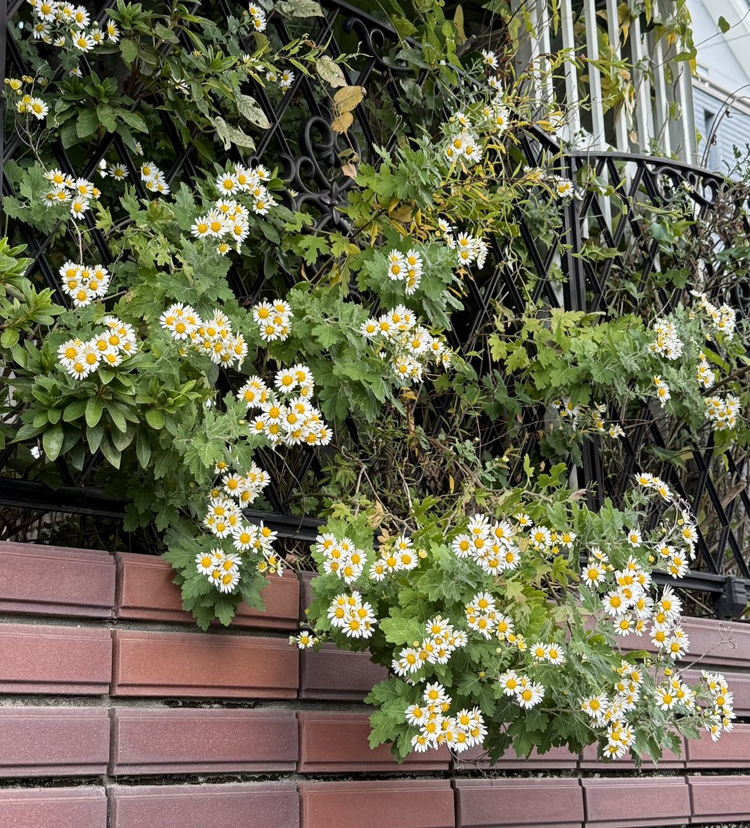 4f48kpMjSS8hjPt's tweet image. 25/11/20  はやしべさとし叙情歌を道づれに〜11/22は小雪〜80歳を迎えられた妹さんと小さい頃よく二部合唱されたという『旅愁』をlistnerさんrequest〜富山の新川地区にお住まいのlistnerさん林部さんがTVで歌っているのを見て仁王立ち😍魅了されrequest『津軽のふるさと』〜来年2月林部智史さん10周年