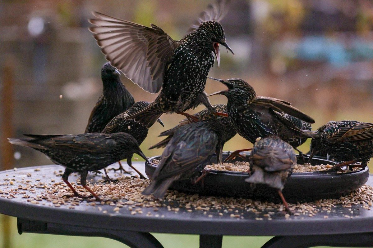 fbaglain's tweet image. فريق الأحلام (٢-٥)
fahadbaglain.blogspot.com/2025/09/blog-p…