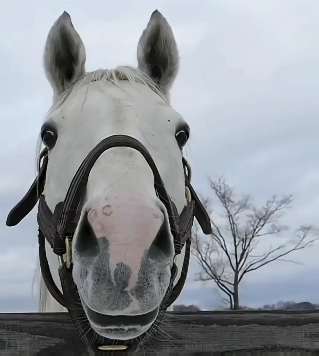 UmaDaily's tweet photo. you can always tell if a picture of a grey horse is actually golshi or not because of the lil spot on his nose https://t.co/v0wfpesmYC