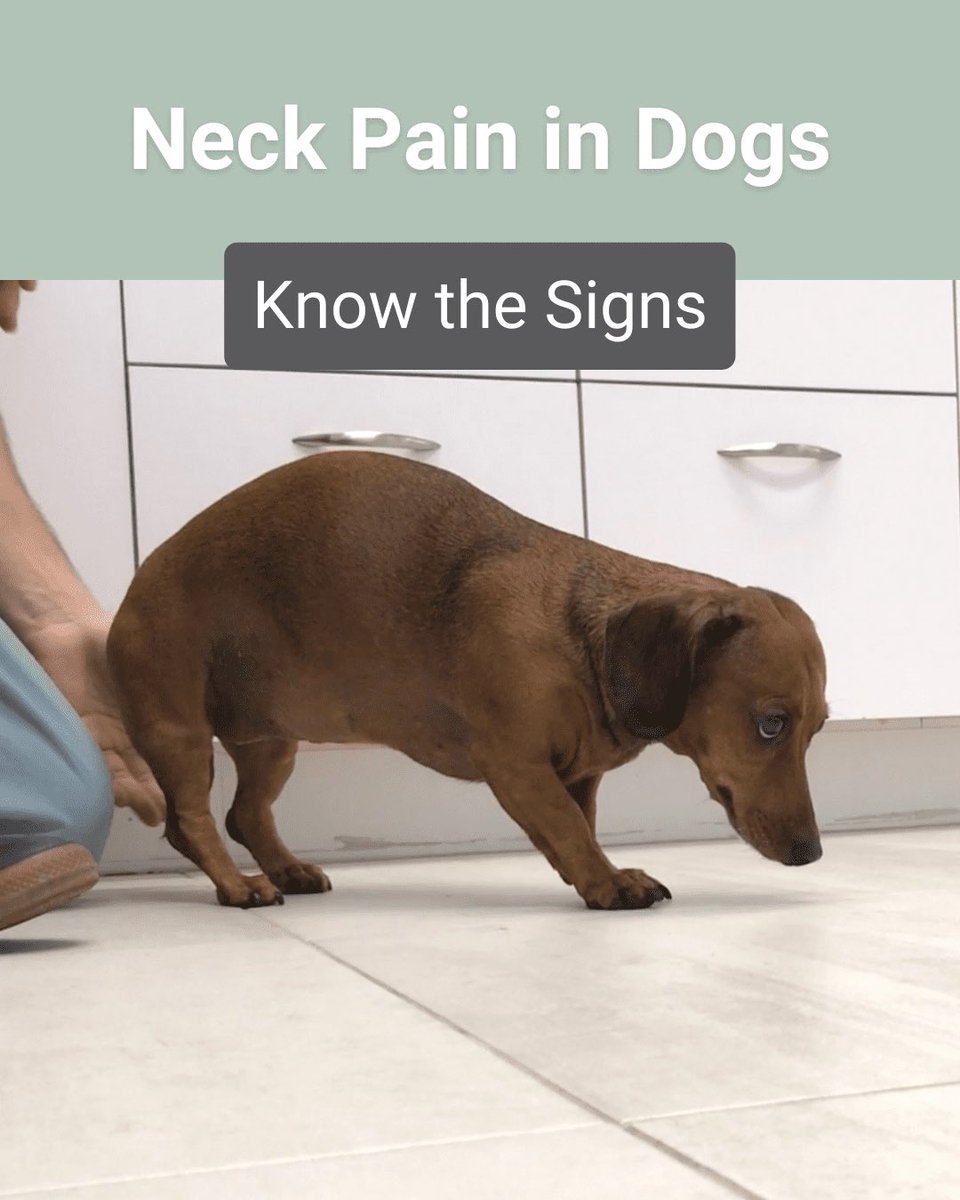 K9BackPack's tweet image. Does your dog have a cervical (neck) #IVDD disc problem?  Cervical can be more challenging in recovery because everything a dog does involves moving the head which moves the neck. Here are care tips to help. sites.google.com/view/k9backpac…
Photo credit: sevneurology.com