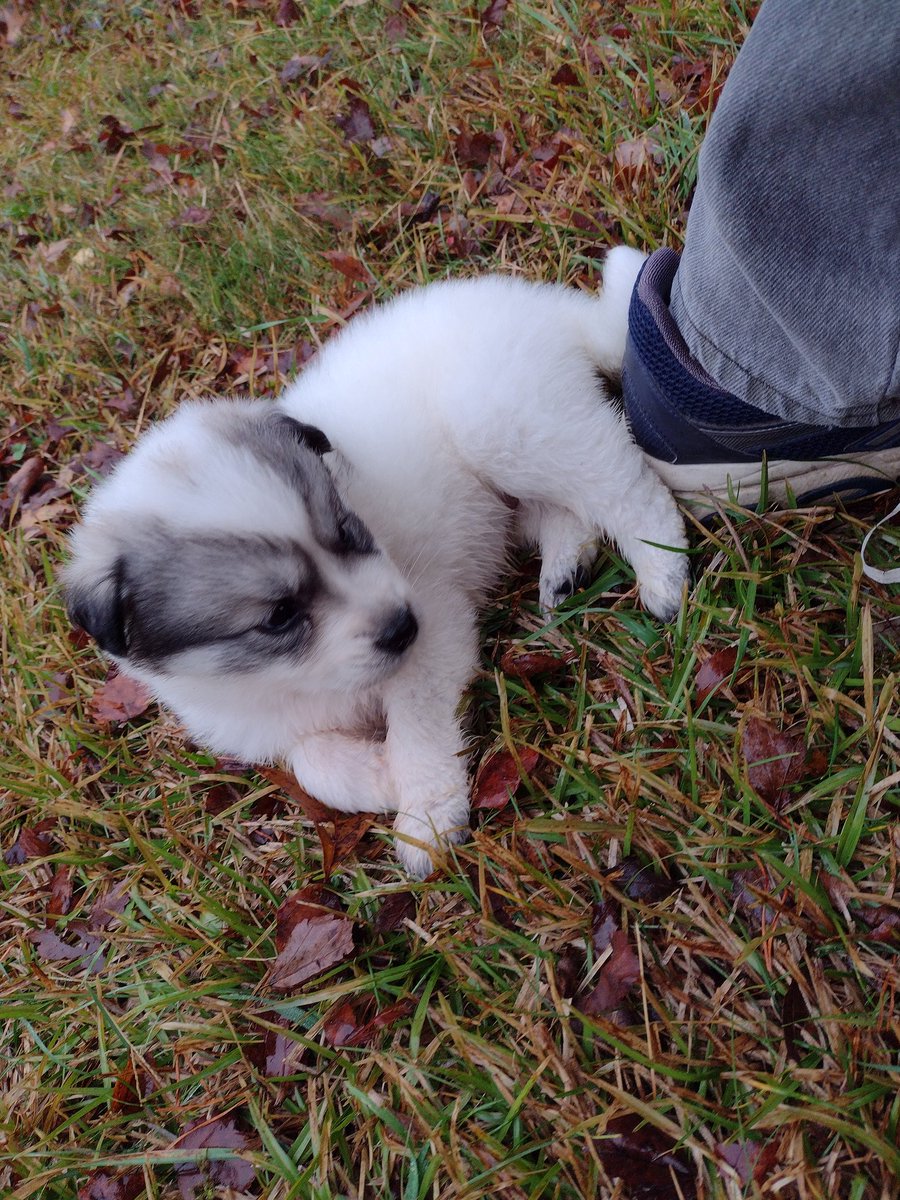 buckaroo45's tweet image. New to our little group