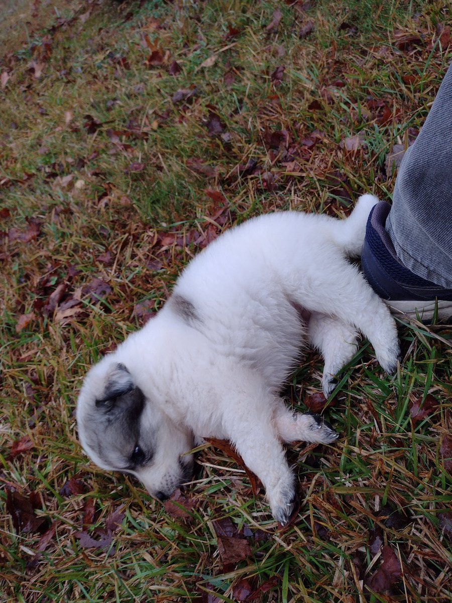 buckaroo45's tweet image. New to our little group