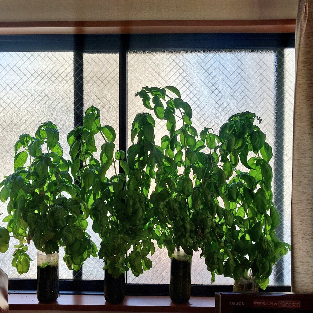 バジルも穂らしきものが出現した。 種が乾燥するまでまだかかるかなー。