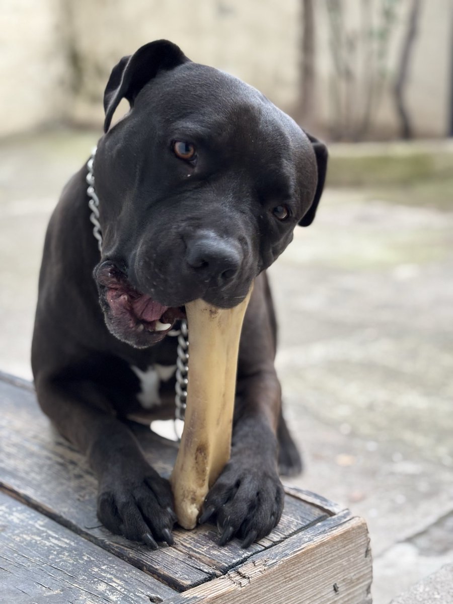 İyi akşamlar 🌸
Pit canım 👑🖤