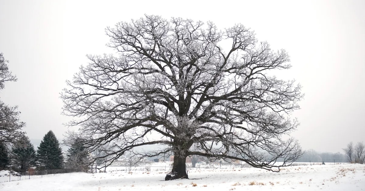 dougoster1's tweet image. Jacob Ryg was discussing &quot;Winter Tree Myths,&quot; then our chat turned to his passion for growing a prairie lawn.
Discovering something new and interesting about guests is one fun thing of hosting for @DaveyTree 
Listen here- …kingtreeswithdaveytree.buzzsprout.com