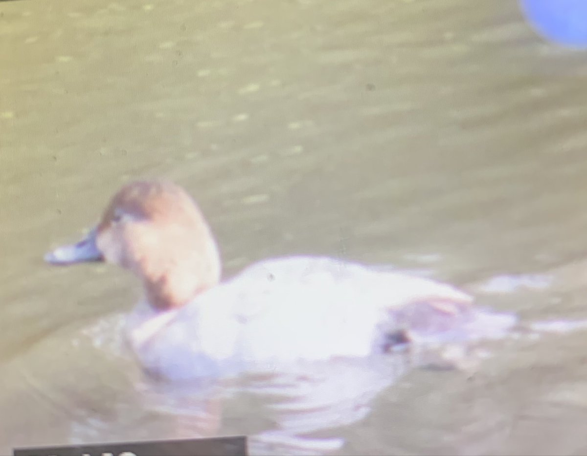 猟期4日経ってようやく銃猟の許可が降りた
とはいえ発砲したことのない童貞ハンターなので畑裏のため池にいたカモを見てニヤニヤするぐらいだ
多分ホシハジロ