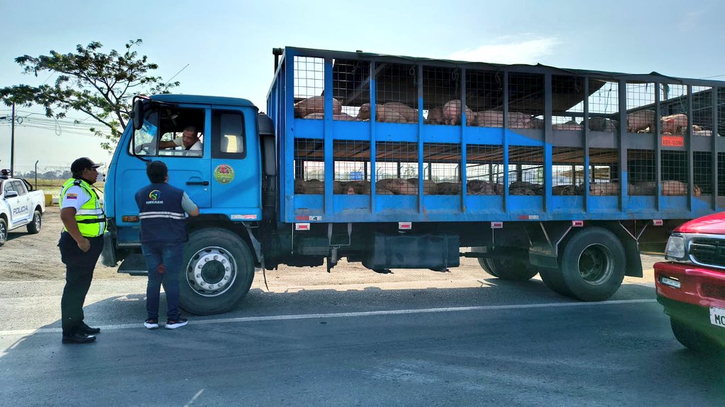 #Guayas | 🚛 Ejecutamos un operativo en carretera en el cantón Daule para controlar y verificar los Certificados Zoosanitarios de Producción y Movilización, protegiendo el estatus sanitario del país 🇪🇨 y fomentando el bienestar animal.
#PrevenciónSanitaria