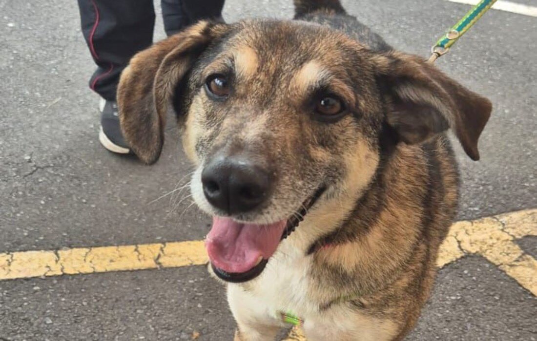 #Noticias | Bogotá lanza la Mesa Distrital de Prevención de Atropellamientos de animales.

Conoce el alcance de esta iniciativa y cómo se trabajará por los animales de la ciudad.

🔗 animalesbog.gov.co/noticias-pyba/…
