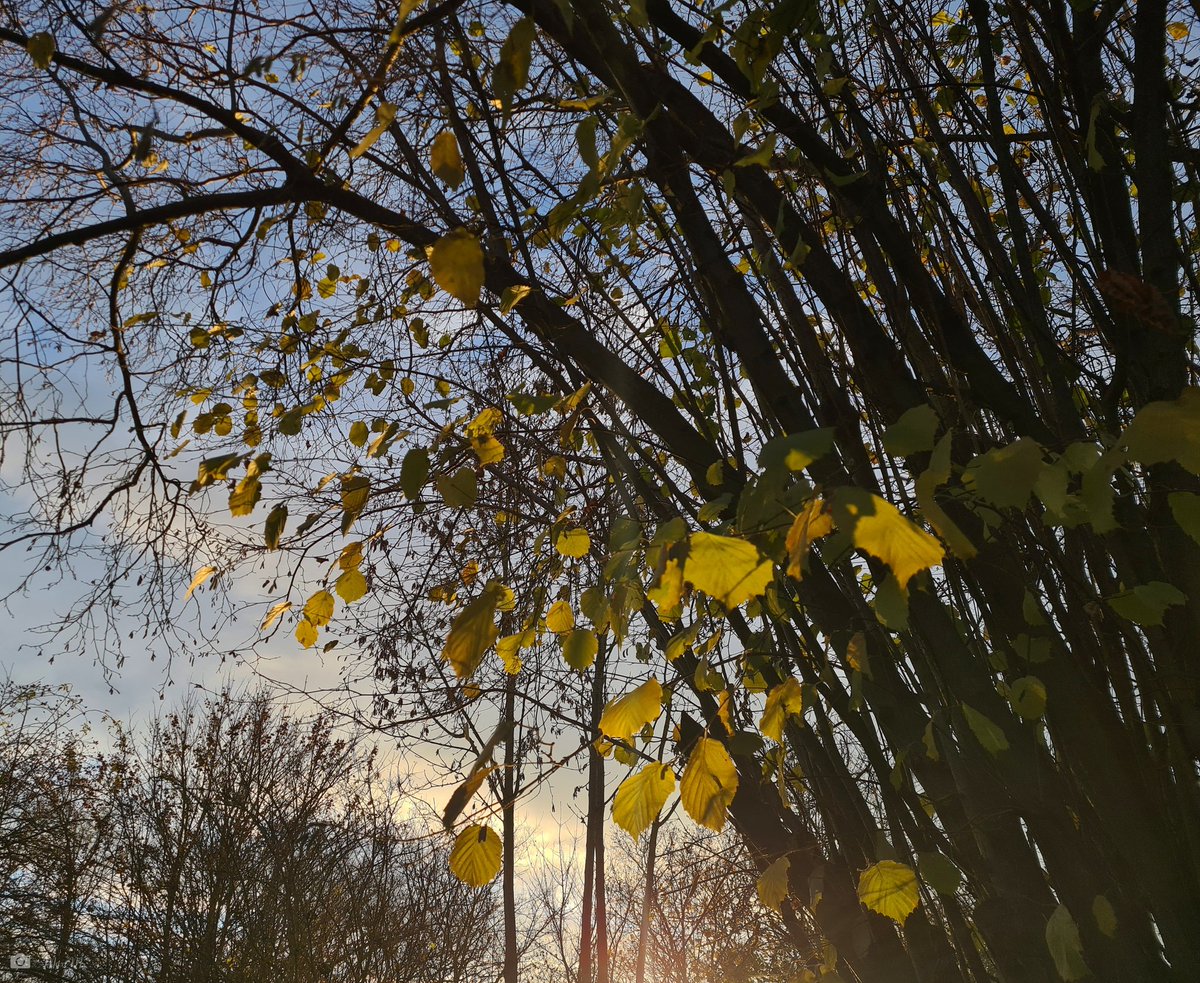 MaxiMusterman1's tweet image. Die letzten bunten Blätter in der Abendsonne