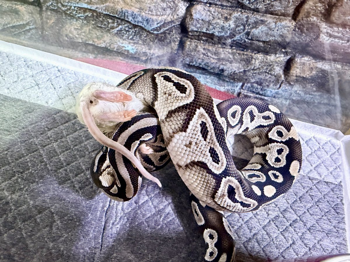 ONE2025組初給餌
Banana 66%het Clown Pied
Mojave TSK 66%het Ghost
#ボールパイソン