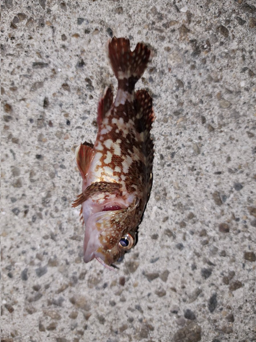 kumakumaprogram's tweet image. ちっちゃいカサゴ