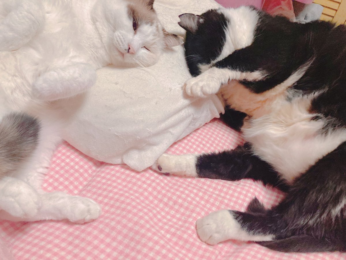 mof_u3u_s2's tweet image. あんなに毎日傷付け合いの喧嘩してたのに急にラブラブしだしたよね君たち

 #猫好きさんと繋がりたい #猫がいる暮らし #猫がいる幸せ #ラテ #おすし