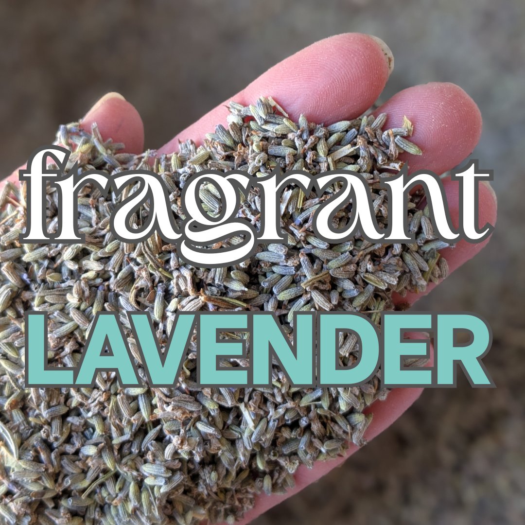Our previous delivery of lavender from Provence sold so quickly we had to get another one sharpish! This highly fragrant variety is perfect for lavender bags and potpourri. Also blue lavender, organic lavender, lavender bunches. Retail &amp; wholesale.
daisyshop.co.uk/dried-flowers/…