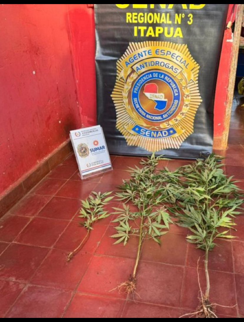 De contrera no podia valorar semejante golpe a los narcos (?) 🤌🏻 La <a href="/senad_paraguay/">SENAD - Paraguay</a> informó 3 (tres) plantines… yo veía solo 2 (dos). Eran 3 (tres) una más chiquita nomàs. Histórico e inédito? 🤡🤡